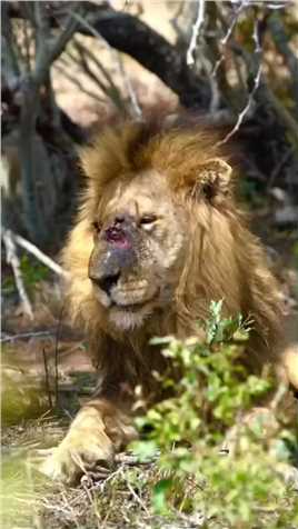 雄狮的面部被野牛顶得惨不忍睹！ #动物