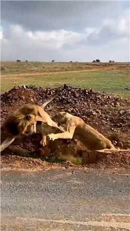 雄狮表示带娃的母狮并不好惹！ #动物世界