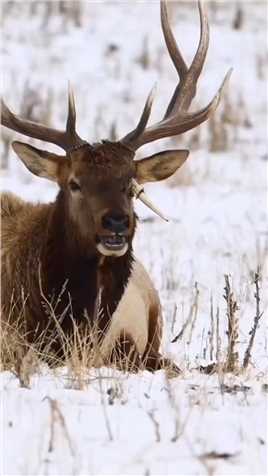 鹿的眼睛被对手的角戳瞎了！ #动物