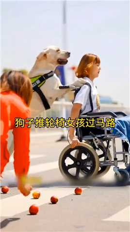 狗子推轮椅女孩过马路,#动物世界,#搞笑视频,#搞笑动物