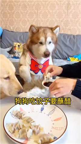 狗狗吃饺子要蘸醋.