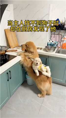 当主人找不到狗子时，却在厨房发现了他,#动物世界,#搞笑视频,#搞笑动物.