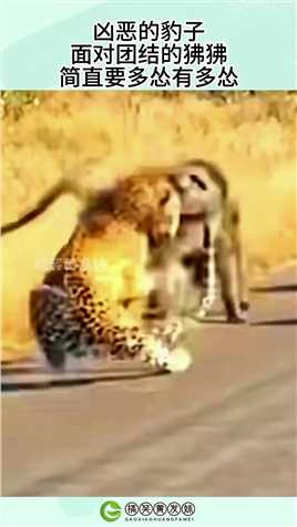 凶恶的豹子，面对团结的狒狒，简直要多怂有多怂！#搞笑 #搞笑视频 #社会 #奇趣 