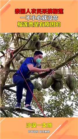 泰国人农民采摘榴莲，一不小心就没命，榴莲贵是有原因的！