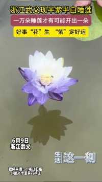 浙江武义现半紫半白睡莲 一万朵睡莲才有可能开出一朵！好事“花”生 “紫”定好运！