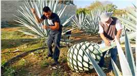巨型“菠萝”是怎么酿酒的？墨西哥的灵魂，龙舌兰酒。 #龙舌兰 #龙舌兰酒生产过程 # #酒知识.mp4

