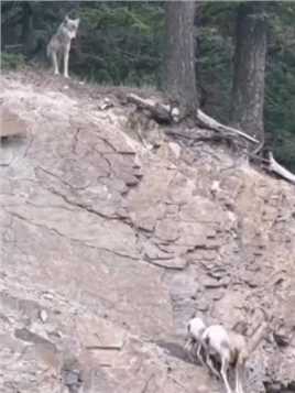 大角羊站在峭壁上躲避狼的追杀！
