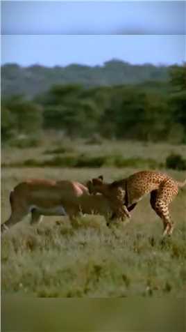 猎豹捕羚羊惨遭羚羊攻击，猎豹：还好跑得快#野生动物 