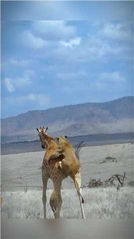 狮子捕食长颈鹿现场#野生动物 