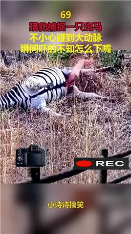 猎豹捕捉一只斑马，不小心碰到大动脉，瞬间吓的不知怎么下嘴