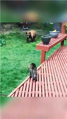 猫咪吓跑棕熊
