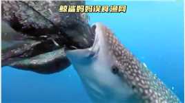 鲸鲨妈妈误食渔网，小鲸鲨灵性求救#海洋生物 #万物皆有灵性.mp4

