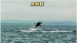 虎鲸群突然浮出水面，原来是种族群里的小虎鲸遇见危险了#海洋生物 #鲸鱼
