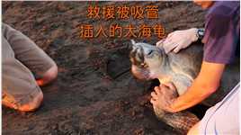 救援大海龟#保护动物 #大海龟 #动物救援 #动物#神奇动物