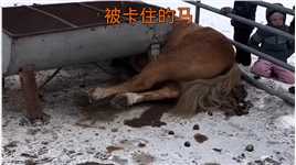救援爱马#动物救助#动物的迷惑行为 #马#动物.mp4

