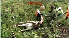 救援被轮胎套住的长颈鹿#动物救助 #动物 #长颈鹿.mp4



