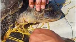救援被渔网缠住的大海龟#动物 #动物救助 #海龟.mp4

