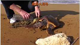 解救被渔网缠住的大海龟#动物 #动物救助 #海龟.mp4



