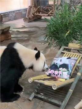 #大熊猫 #母亲节礼物 大家想看大熊猫贡贡与舜舜明天母亲节送什么礼物给它们的妈妈吗？请大家明天早上10点准时来围观