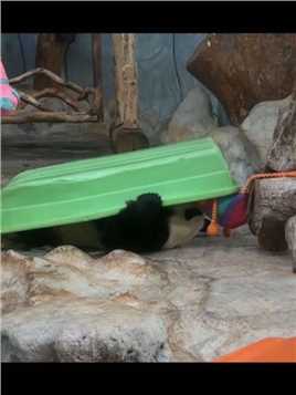 你们见过大熊猫会自己动手收拾玩具带回家的吗？让你们见识一下小企鹅舜舜怎么把玩具带回家的#大熊猫 #大熊猫舜舜