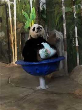 #大熊猫 #大熊猫贡贡 贡贡带着抱枕上转锅坐着，那表情 好骄傲的样子好可爱！