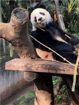 八卦心的贡贡#大熊猫 #大熊猫贡贡