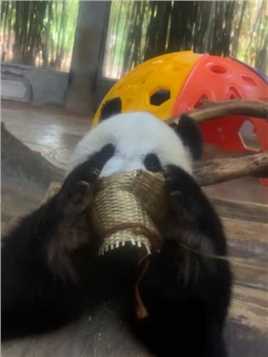 #大熊猫 #大熊猫贡贡 看贡贡拆小筐子只需要几秒
