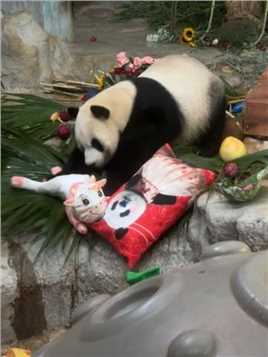 #大熊猫舜舜也是有脾气的 #大熊猫 小企鹅舜舜摔了又拿玩玩具出气，这暴脾气