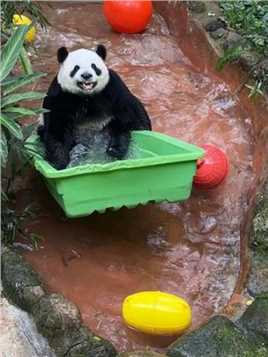 #大熊猫舜舜 #大熊猫 戏水的小企鹅舜舜太可爱啦！