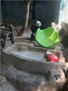 二岛主舜舜坐沙发坐不上去生气的样子太可爱了吧哈哈哈#大熊猫 #大熊猫舜舜