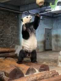 小企鹅舜舜站起来也是身材高大的哦 #大熊猫 #大熊猫舜舜