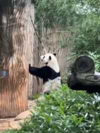 #大熊猫 #大熊猫舜舜 小企鹅舜舜破坏一下竹笋又跑来求表扬，迷之行为太可爱啦！