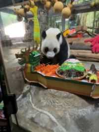 热带熊贡贡舜舜吃粽子坐龙船，各位粉丝你们吃了没 #大熊猫 #端午节