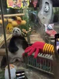 #大熊猫 #六一儿童节 #大熊猫贡贡 #大熊猫舜舜 岛主贡贡与舜舜的六一儿童节大餐，吃的好开心哦