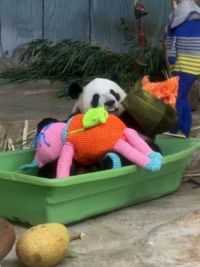 二岛主在龙船中吃粽子样子咋这么可爱#大熊猫 #大熊猫舜舜 #粽子