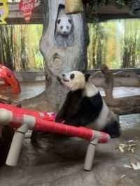 #大熊猫 #大熊猫贡贡 贡贡高空取物坚韧不拔，勇敢的面对困难的精神太值得我们学习啦！