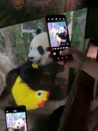这么宠粉的大熊猫谁不爱呢？#大熊猫 #大熊猫贡贡
