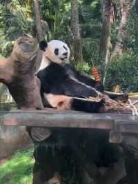 今天野外吃串串哦#大熊猫 #大熊猫贡贡