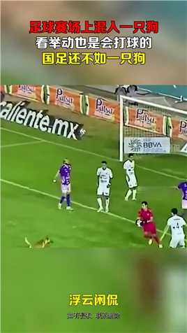 足球赛场上混入一只狗，看举动也是会打球的，国足还不如一只狗#搞笑 