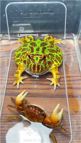 蛙哥被蟹老板夹的嗷嗷叫#角蛙 #萌宠