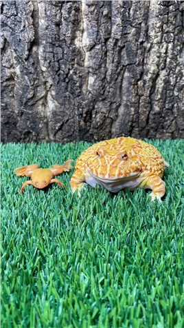 蛙哥表演捕食#角蛙 