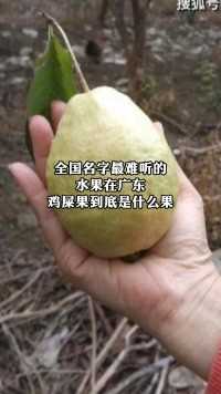 水果在广东鸡屎果到底是什么果。