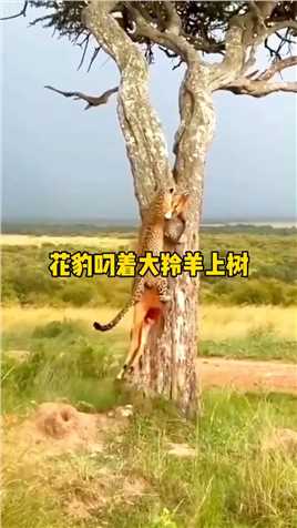 花豹叼着大羚羊上树,精彩的动物世界精彩瞬间,动物世界,野生动物零距离.