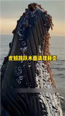 海洋巨无霸虎鲸跳跃水面清理藤壶,动物世界,虎鲸