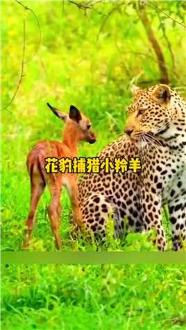 花豹捕猎小羚羊,精彩的动物世界精彩瞬间,花豹,精彩动物世界