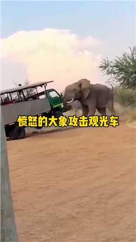 愤怒的大象攻击旅游观光车,免费让两脚兽体验一把,生与死的感觉