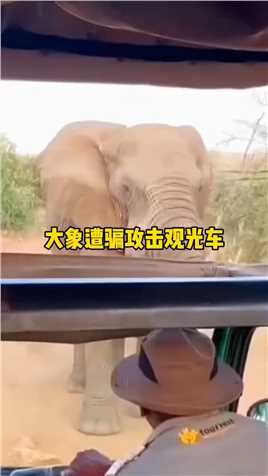大象攻击观光车,吓的两脚兽两脚发软,动物世界,野生动物,动物解说