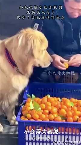 金毛吃橘子让老板剥，生怕主人走了，狗子：老板麻烦你快点
