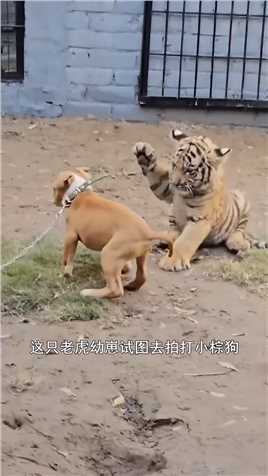 棕狗怒怼小老虎。
