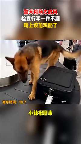 警犬机场太威风，检查行李一件不漏，晚上该加鸡腿了#搞笑 